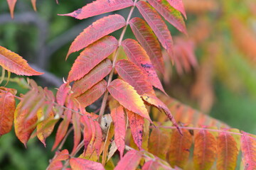 Obraz na płótnie Canvas red maple leaves