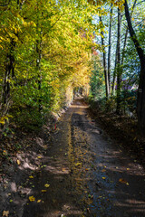 Fototapeta premium Autumn scenery with wet road, colorful trees and clear sky