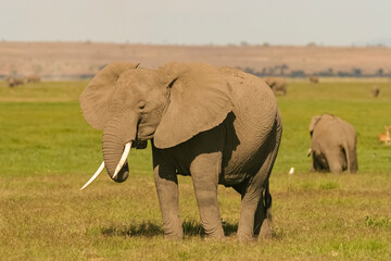 Paysage Famille Eléphants éléphanteaux Loxodonta africana au Kenya
