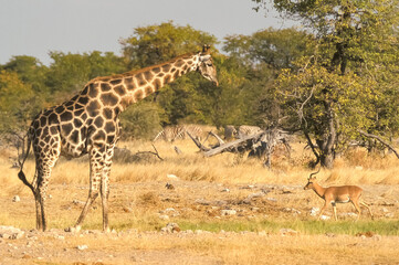 Obraz na płótnie Canvas Girafe spécifique de Namibie Giraffa camelopardalis Afrique