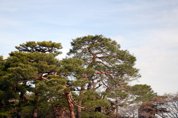 青空と松