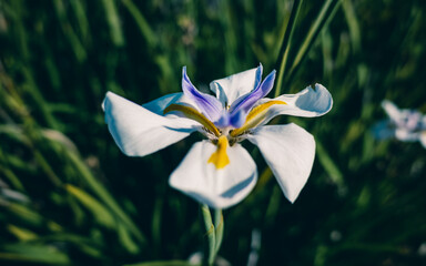 Wild iris