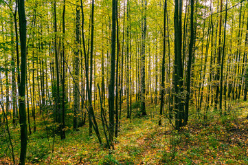Autumn landscape, forest tree trunks, falling foliage.