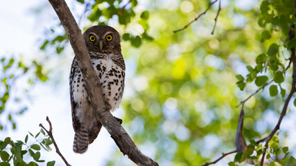 an African barred owlet - daytime