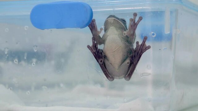 Close-up of frog sitting on wall of the container (belly side)
