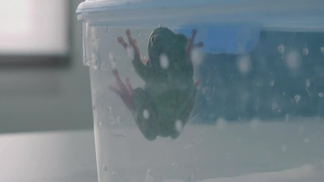 Close-up of frog sitting on wall of the container