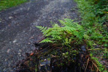 A young fern growing on a tree trunk covered with moss.