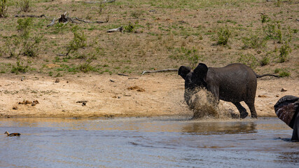 African elephant chasing an Egyptian goose
