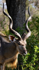 Naklejka na ściany i meble a big kudu bull close up