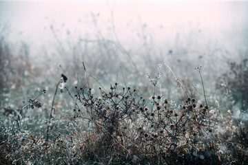 Cold weather background concept. Frozen grass on the meadow with copy space.