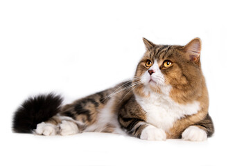 Scottishfold cat, cat eyes, cute cat, innocent cat pictures, close-up cat pictures, pictures of the...
