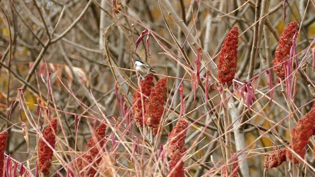 Black capped chickadee perched on a sumac tree red berries