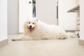 Photo of a purebred dog, Samoyed, lying on the floor of the veterinary clinic.