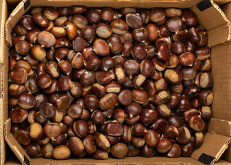 Edible Sweet Chestnuts, Healthy Autumn and Christmas Food