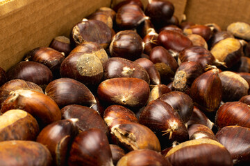 Edible Sweet Chestnuts, Healthy Autumn and Christmas Food