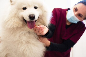 A purebred Samoyed is at the medical examination in the Veterinary clinic. The female vet is checking his condition.