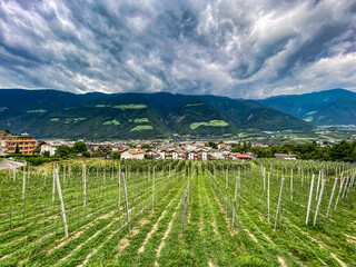 Weinberg oberhalb von Naturns in Südtirol