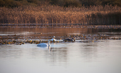 Waterfowl in the water at a nature preserve.
