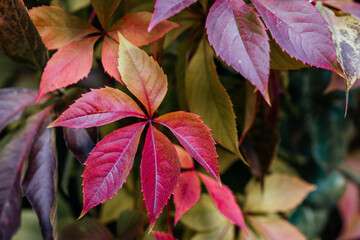 Colorful atumn leaves of virginia creeper covering the fence, the natural texture of multicolored...