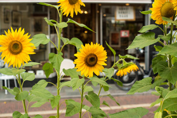 sunflower in the city