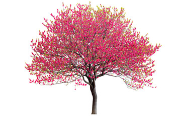 Cherry blossom tree with purple flowers isolated on white background. - 467318034