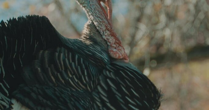 Portrait of a turkey in nature.