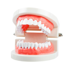 Teeth model isolated on white background.
