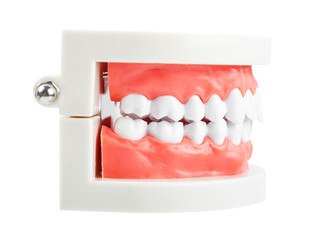 Teeth model isolated on white background.