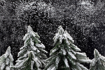 Christmas tree on the snow black background