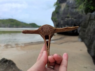 person holding a starfish