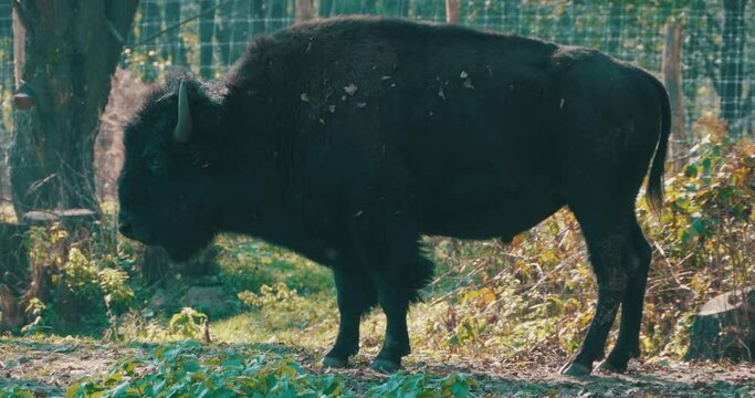 Portrait of an aurochs in a garden,