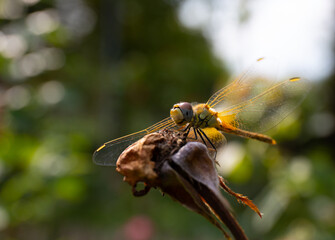 a beautiful dragonfly on a dried flower in an old park in summer