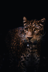 Panthera pardus japonensis