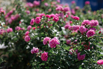 The texture of the bush is pink roses or wild rose, vegetable background