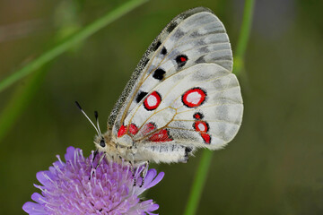 Apollofalter (Parnassius apollo) © Guenther