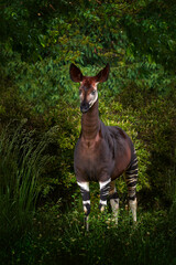 Okapi, Okapia johnstoni, brown rare forest giraffe, in the dark green forest habitat. Big animal in natiopnal park in Congo, Africa. Okapi, wildlife nature. Travelling in Africa. - obrazy, fototapety, plakaty
