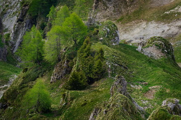 Find the ibex in habitat. Switzerland wildlife. Ibex, Capra ibex, horned alpine animal with rocks in background, animal in the stone nature habitat, Alps. Evening orange sunset, wildlife nature.