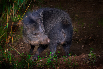 Collared peccary, Pecari tajacu, wild animal in the nature habitat. Peccary pig in the forest habitat, Pantanal in Brazil. Paccary in wild nature, wildlife.