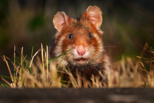 European hamster, Cricetus cricetus, in meadow grass, Vienna, Austria. Brown and white Black-bellied hamster, front view portrait in the nature habitat. Wild cute mouse, summer wildlife.