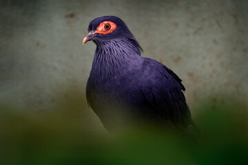 Madagascar blue pigeon, Alectroenas madagascariensis, rainforest in eastern, central, and northern Madagascar. Dark blue violet bird in the nature. Wildlife Madagascar. Pigeon dove in habitat.