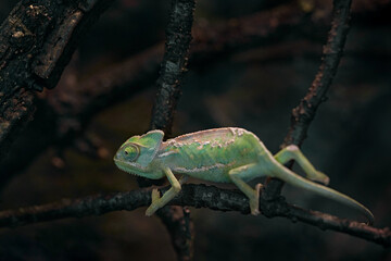 Veiled Chameleon, Chamaeleo calyptratus, from border between Yemen and Saudi Arabia. Lizard on the tree in nature habitat. Chameleon in night.