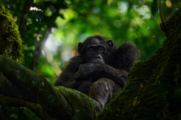 Chimpanzee, Pan troglodytes, on the tree in Kibale National Park in Uganda, dark forest. Black...