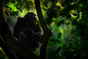 Chimpanzee, Pan troglodytes, on the tree in Kibale National Park in Uganda, dark forest. Black monkey in the nature habitat, Uganda in Africa. Chimpanzee in habitat, wildlife nature. Monkey primate.