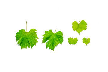 grape leave isolated on white background