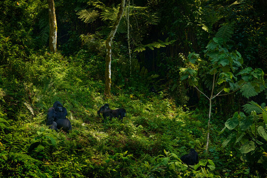 Mountain gorilla, Bwindi National Park in Uganda. detail head portrait with beautiful eyes. Close-up photo of wild big black monkey in the forest, Africa. Wildlife scene from nature vegetation.
