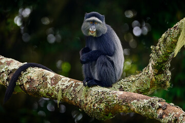 Blue diademed monkey, Cercopithecus mitis, sitting on tree in the nature forest habitat, Bwindi Impenetrable National Park, Uganda in Africa. Cute monkey with long tail on big tree branch, wildlife.