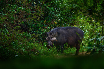 Giant forest hog, Hylochoerus meinertzhageni, big black pig in the nature habitat. Hog in the green...