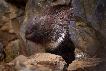 Indian crested porcupime, Hystrix indica, in the nature rock habitat. cute animal in nature, India in Asia. Prickle quill black animal. Cute mammal in the nature, wildlife.