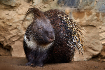 Indian crested porcupime, Hystrix indica, in the nature rock habitat. cute animal in nature, India...