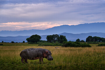 Hippo on the meadow in the Queen Elizabeth NP in Uganda. Big animal in the habitat with mountains and sky clouds in background. Evening sunset in Africa. Hippopotamus out of water, Africa twilight.